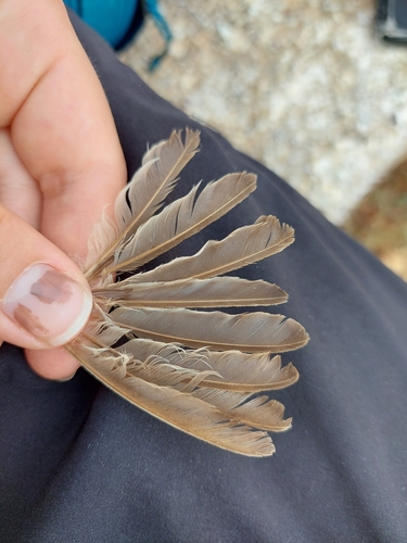 Plume de Phragmite des joncs