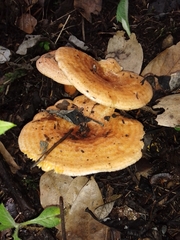 Lactarius scrobiculatus