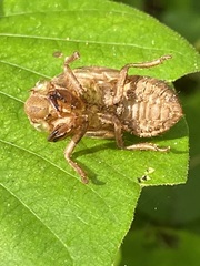 Neotibicen canicularis