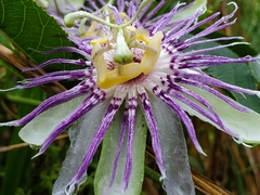 Passiflora incarnata