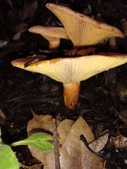 Lactarius scrobiculatus