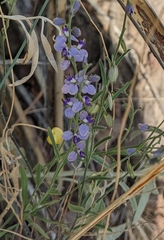 Hebecarpa barbeyana