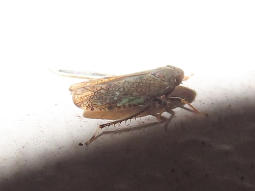 Japanese Leafhopper, 9717 BB Groningen, Netherlands, photo 8 of 10