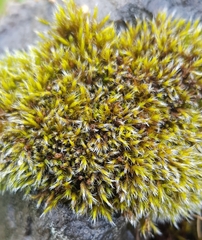 Schistidium crassipilum