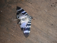 Lypotigris reginalis