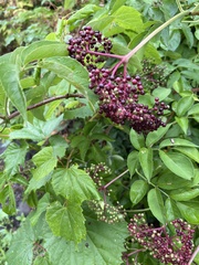Sambucus