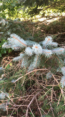 Picea pungens