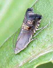 Grapholita angleseana