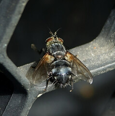 Tachininae