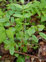 Rosa nitida
