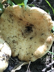 Lactarius psammicola