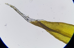 Schistidium crassipilum