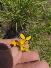 Gutierrezia sarothrae
