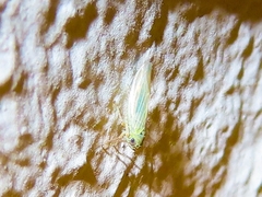 Macrosteles