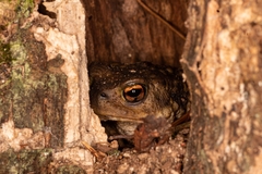 Bufo spinosus