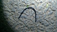 Indotyphlops braminus