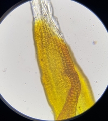 Schistidium crassipilum