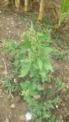 Chenopodiastrum murale