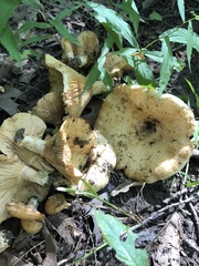 Lactarius psammicola
