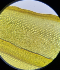 Schistidium crassipilum