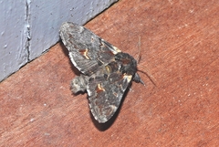 Notodonta dromedarius