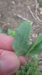 Chenopodiastrum murale