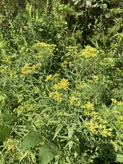 Euthamia graminifolia