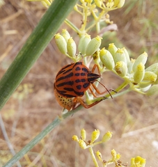 Graphosoma semipunctatum