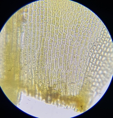 Schistidium crassipilum