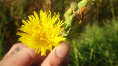 Sonchus arvensis arvensis
