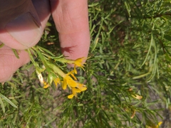 Gutierrezia sarothrae