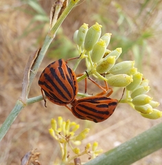 Graphosoma semipunctatum