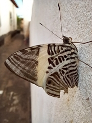 Colobura dirce