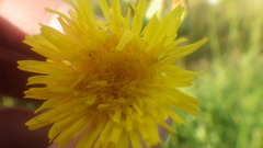 Sonchus arvensis arvensis