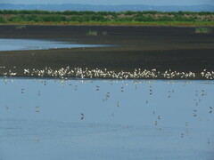 Recurvirostra americana