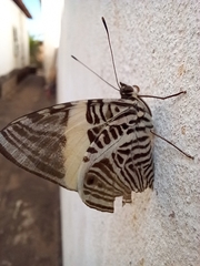 Colobura dirce