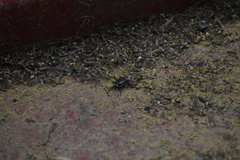 Popillia japonica