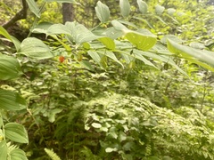 Streptopus amplexifolius