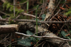 Goodyera oblongifolia