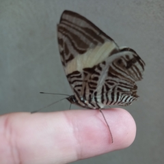 Colobura dirce