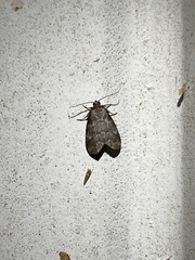 Hyperstrotia pervertens