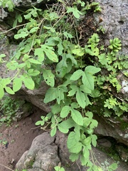 Passiflora bryonioides