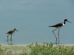 Himantopus mexicanus