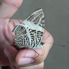 Colobura dirce