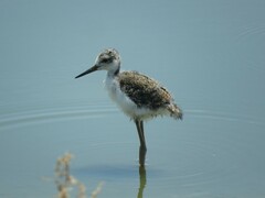 Himantopus mexicanus