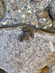 Rana luteiventris