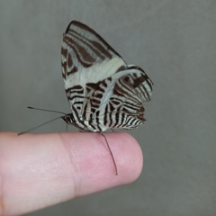 Colobura dirce