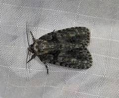 Acronicta increta