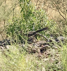 Geococcyx californianus