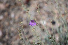 Penstemon californicus